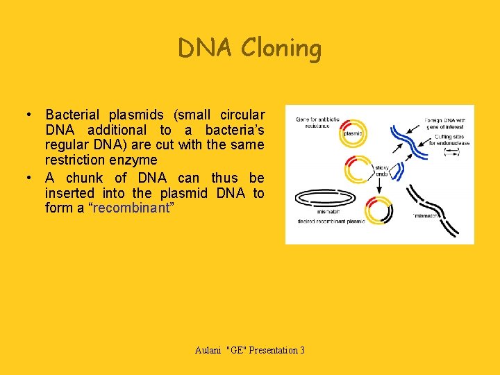 DNA Cloning • Bacterial plasmids (small circular DNA additional to a bacteria’s regular DNA)