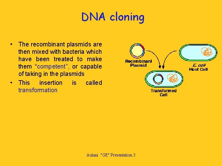 DNA cloning • The recombinant plasmids are then mixed with bacteria which have been
