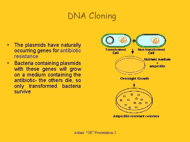 DNA Cloning • The plasmids have naturally occurring genes for antibiotic resistance • Bacteria