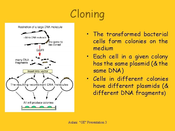 Cloning • The transformed bacterial cells form colonies on the medium • Each cell