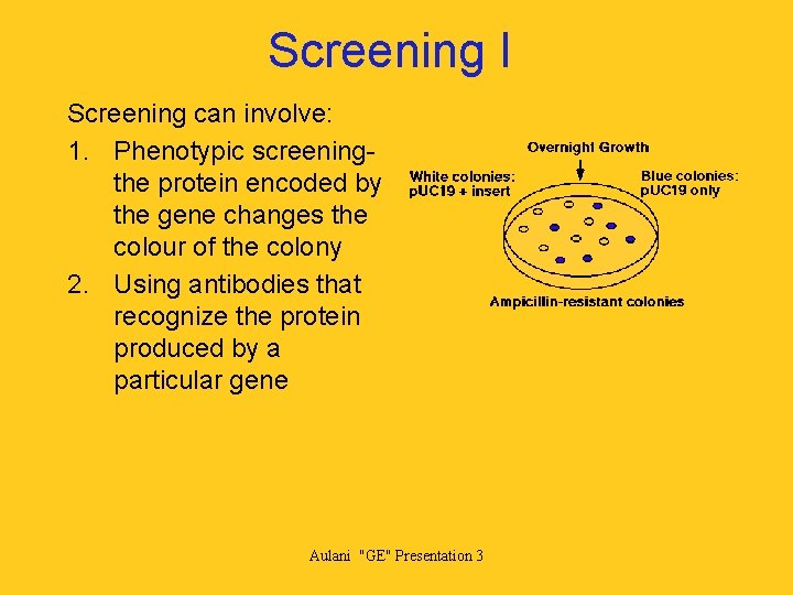 Screening I Screening can involve: 1. Phenotypic screeningthe protein encoded by the gene changes