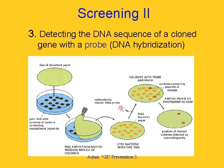 Screening II 3. Detecting the DNA sequence of a cloned gene with a probe