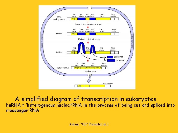 A simplified diagram of transcription in eukaryotes hn. RNA = ‘heterogenous nuclear’RNA in the