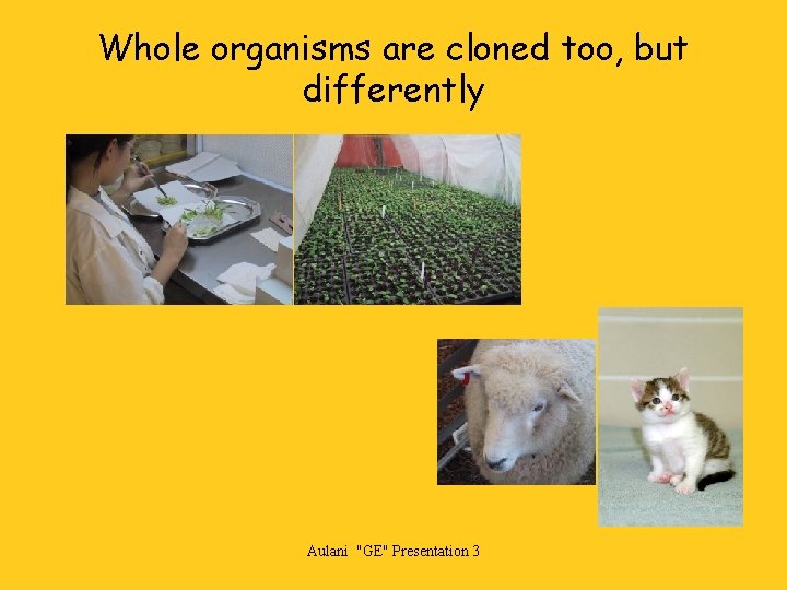 Whole organisms are cloned too, but differently Aulani "GE" Presentation 3 