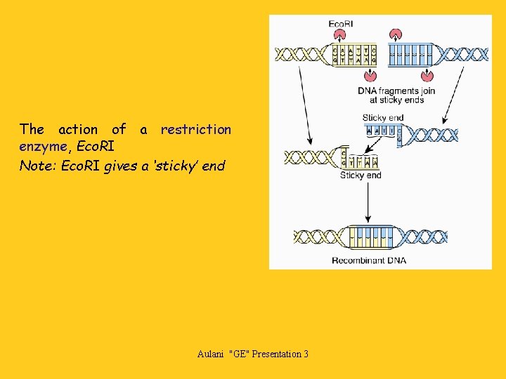 The action of a restriction enzyme, Eco. RI Note: Eco. RI gives a ‘sticky’