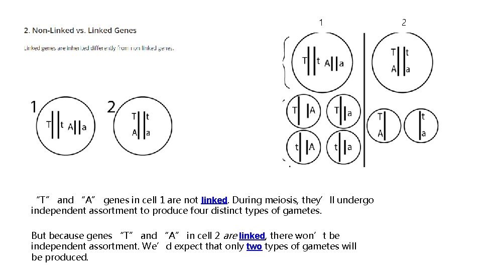 1 “T” and “A” genes in cell 1 are not linked. During meiosis, they’ll