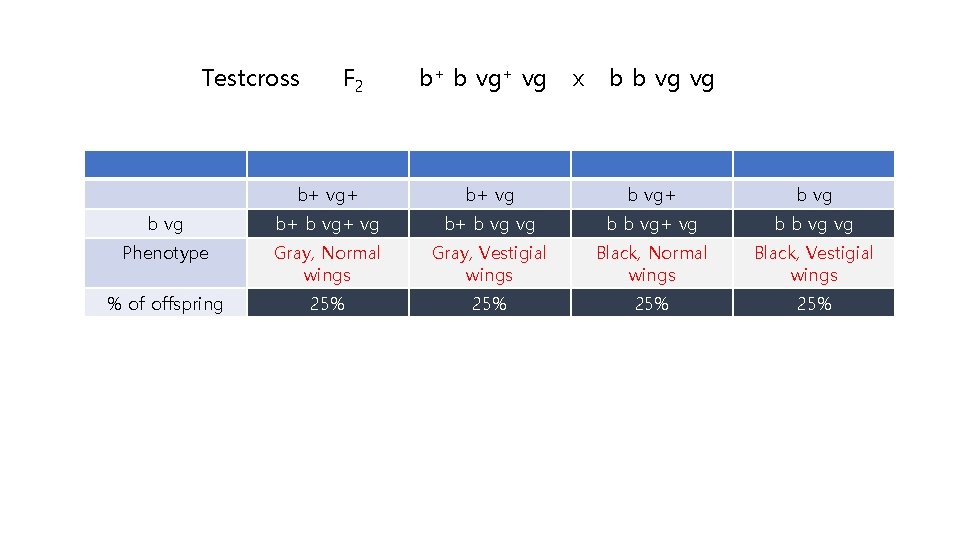 Testcross F 2 b+ b vg+ vg x b b vg vg b+ vg+