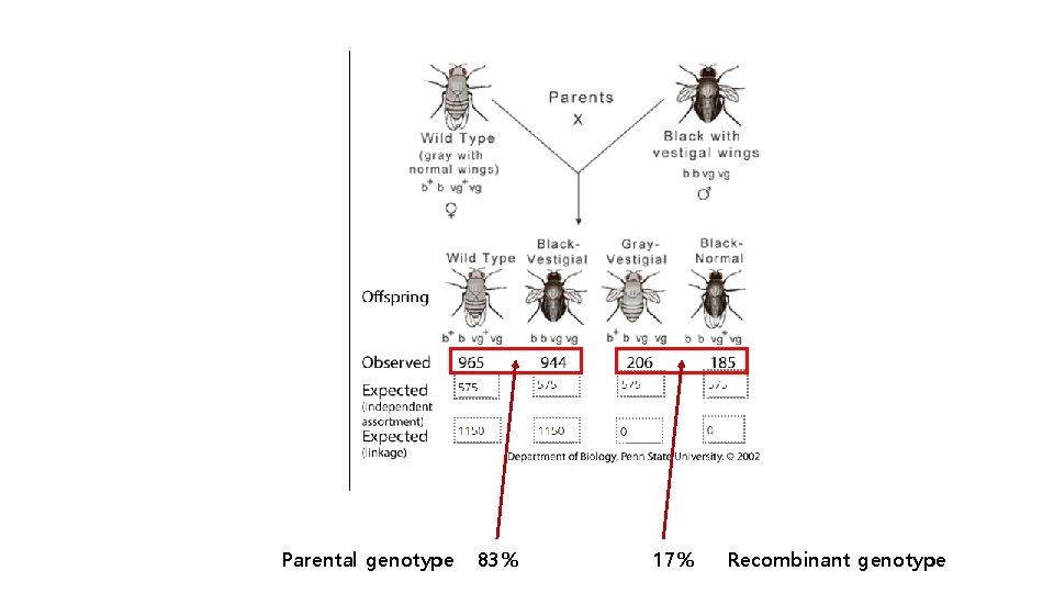 Parental genotype 83% 17% Recombinant genotype 