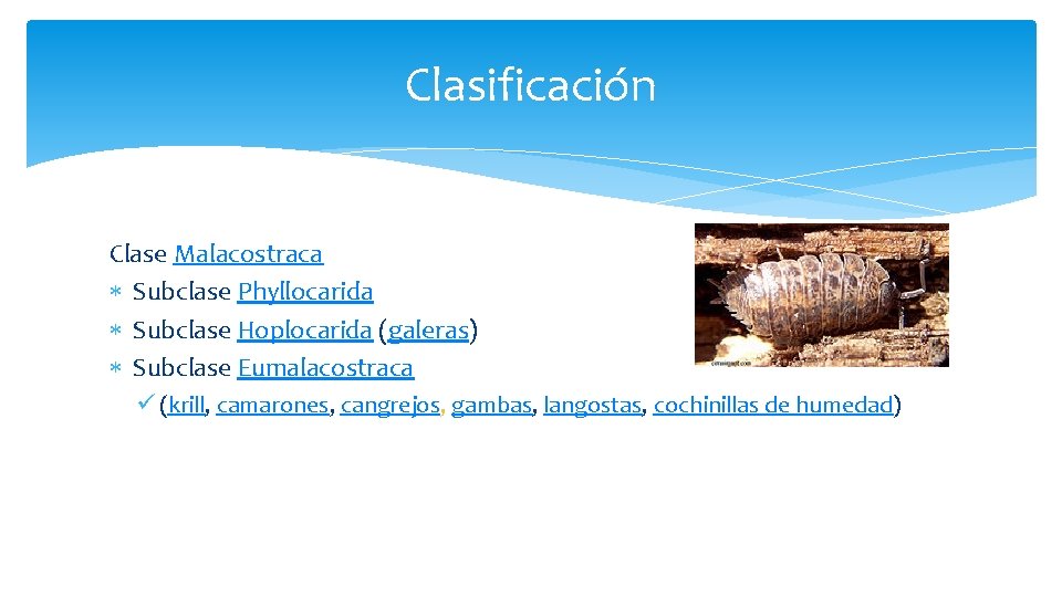 Clasificación Clase Malacostraca Subclase Phyllocarida Subclase Hoplocarida (galeras) Subclase Eumalacostraca ü (krill, camarones, cangrejos,