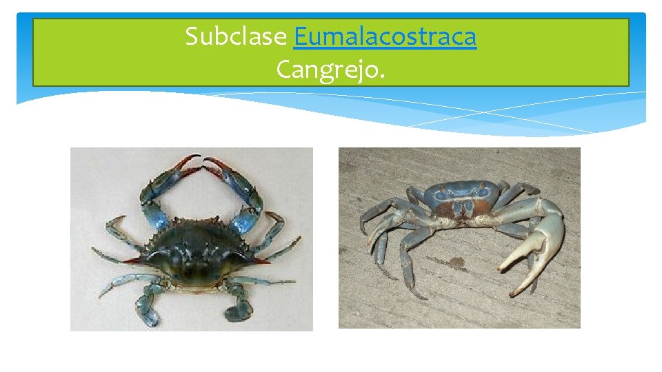 Subclase Eumalacostraca Cangrejo. 