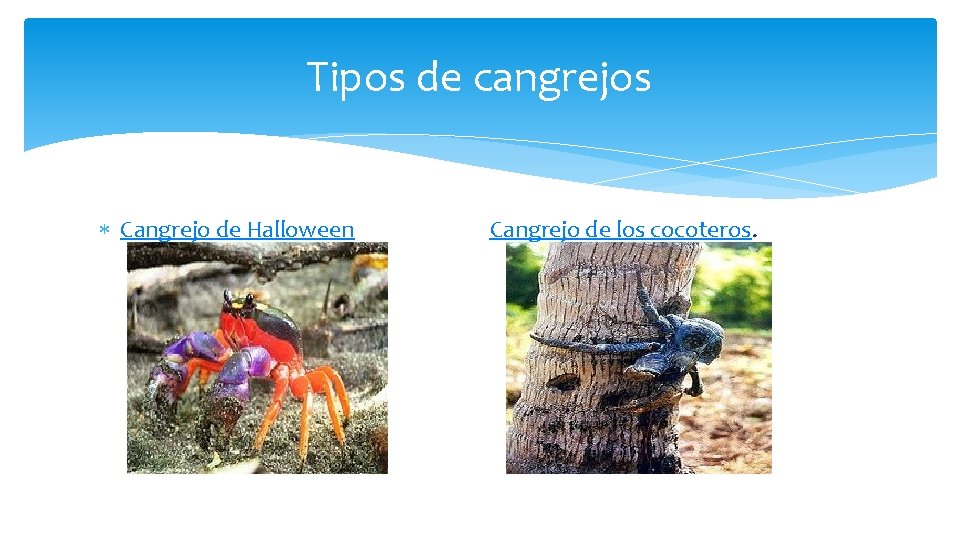 Tipos de cangrejos Cangrejo de Halloween Cangrejo de los cocoteros. 