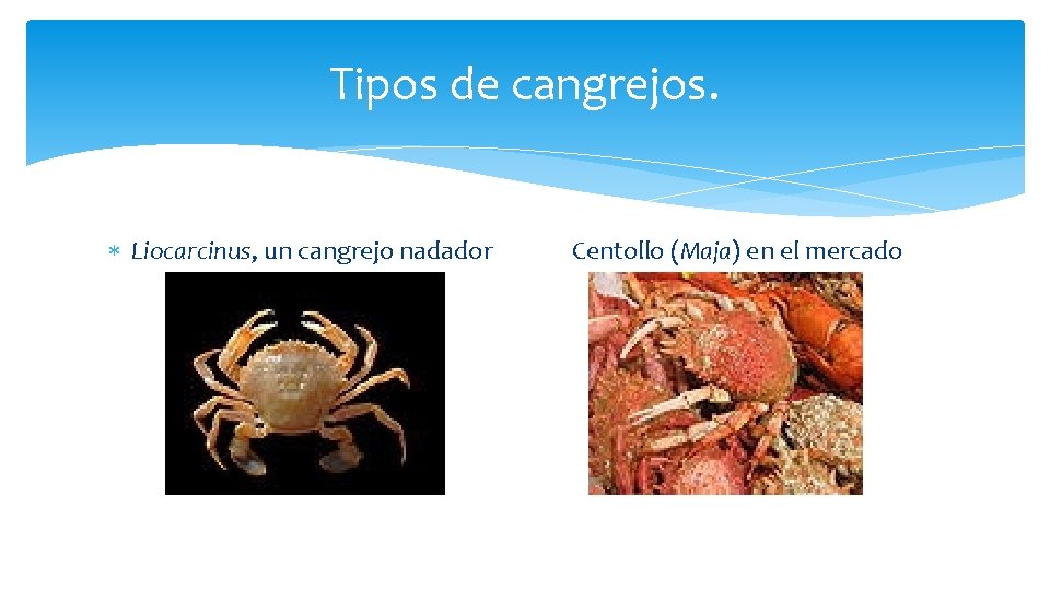 Tipos de cangrejos. Liocarcinus, un cangrejo nadador Centollo (Maja) en el mercado 