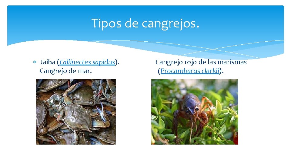 Tipos de cangrejos. Jaiba (Callinectes sapidus). Cangrejo de mar. Cangrejo rojo de las marismas