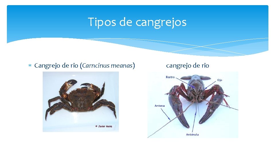 Tipos de cangrejos Cangrejo de rio (Carncinus meanas) cangrejo de rio 