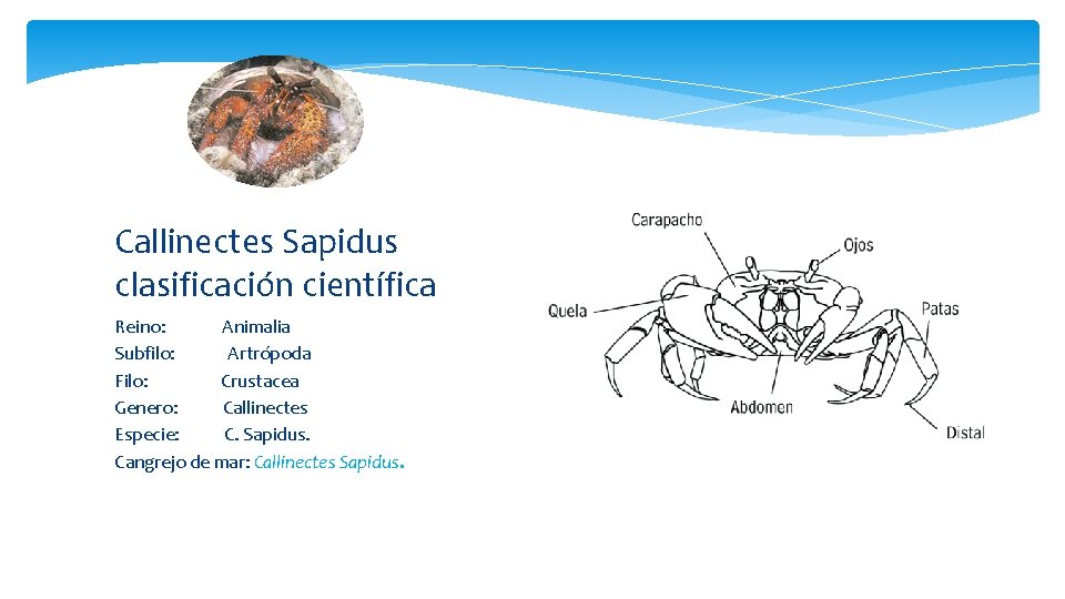 Callinectes Sapidus clasificación científica Reino: Animalia Subfilo: Artrópoda Filo: Crustacea Genero: Callinectes Especie: C.