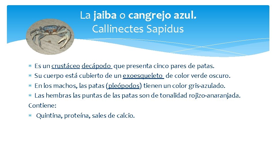 La jaiba o cangrejo azul. Callinectes Sapidus Es un crustáceo decápodo que presenta cinco