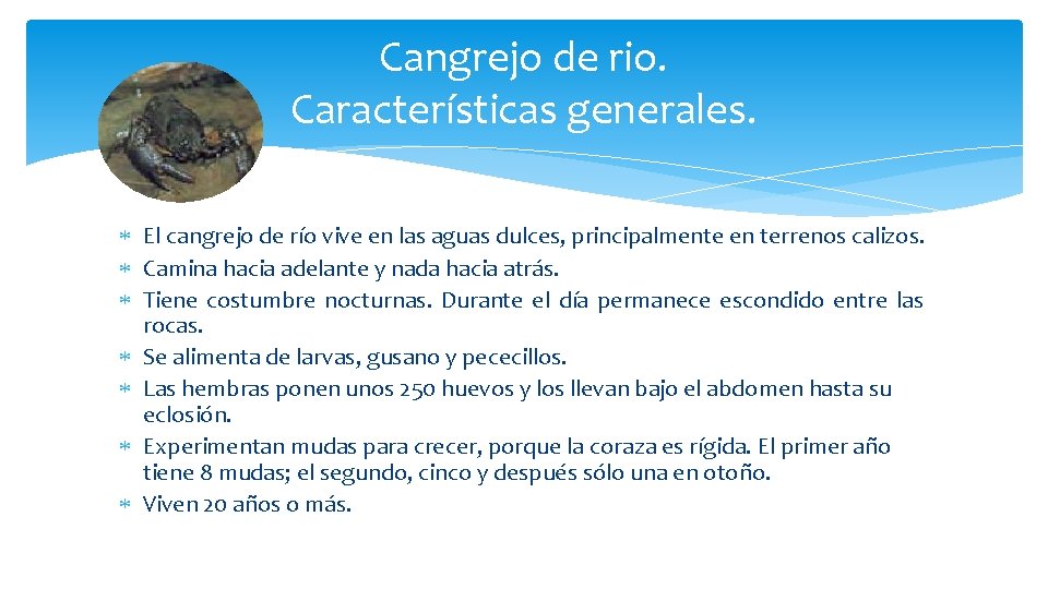 Cangrejo de rio. Características generales. El cangrejo de río vive en las aguas dulces,