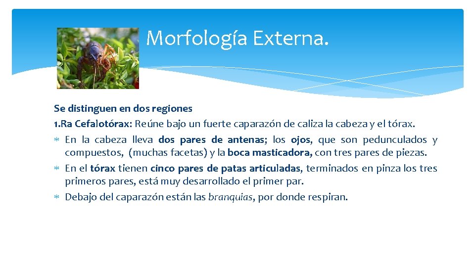 Morfología Externa. Se distinguen en dos regiones 1. Ra Cefalotórax: Reúne bajo un fuerte