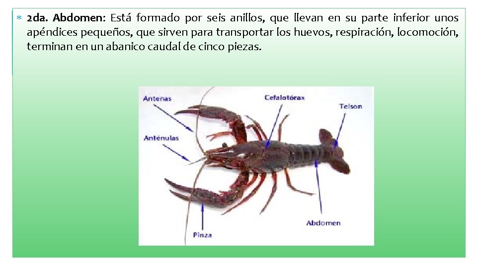  2 da. Abdomen: Está formado por seis anillos, que llevan en su parte
