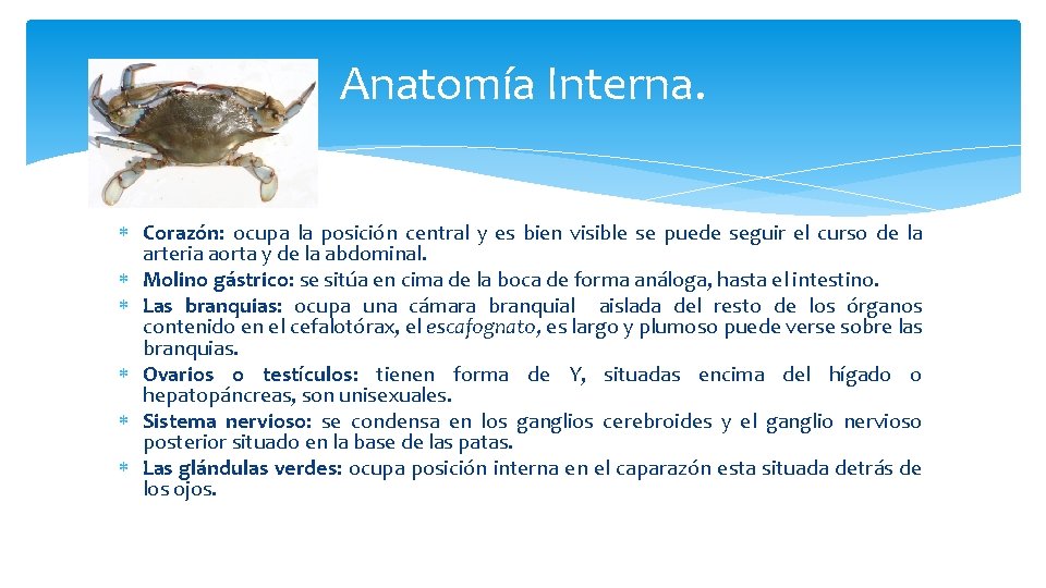 Anatomía Interna. Corazón: ocupa la posición central y es bien visible se puede seguir