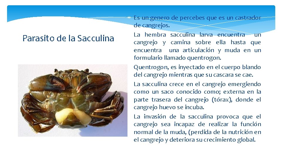 Parasito de la Sacculina Es un genero de percebes que es un castrador de