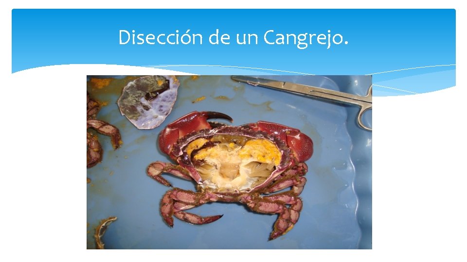 Disección de un Cangrejo. 