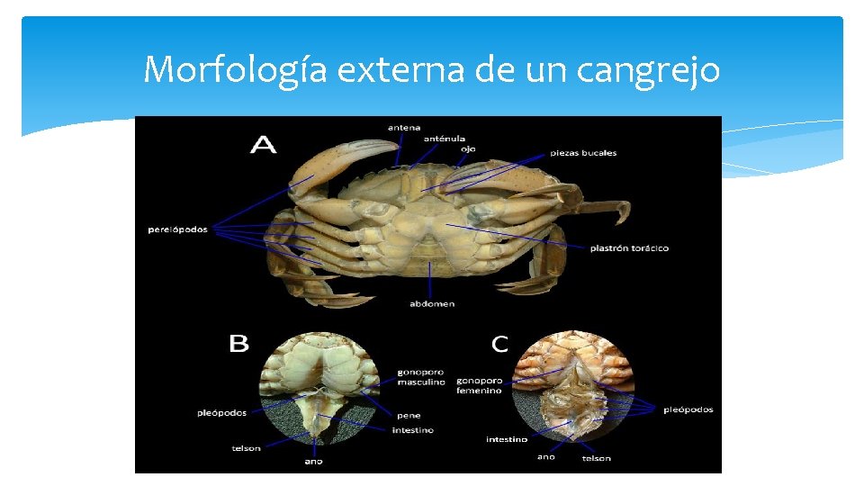 Morfología externa de un cangrejo 