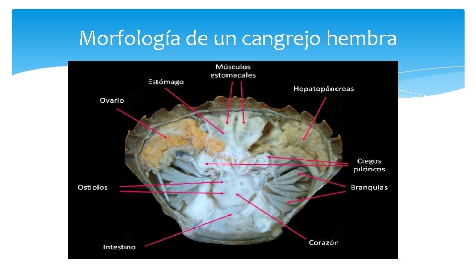 Morfología de un cangrejo hembra 