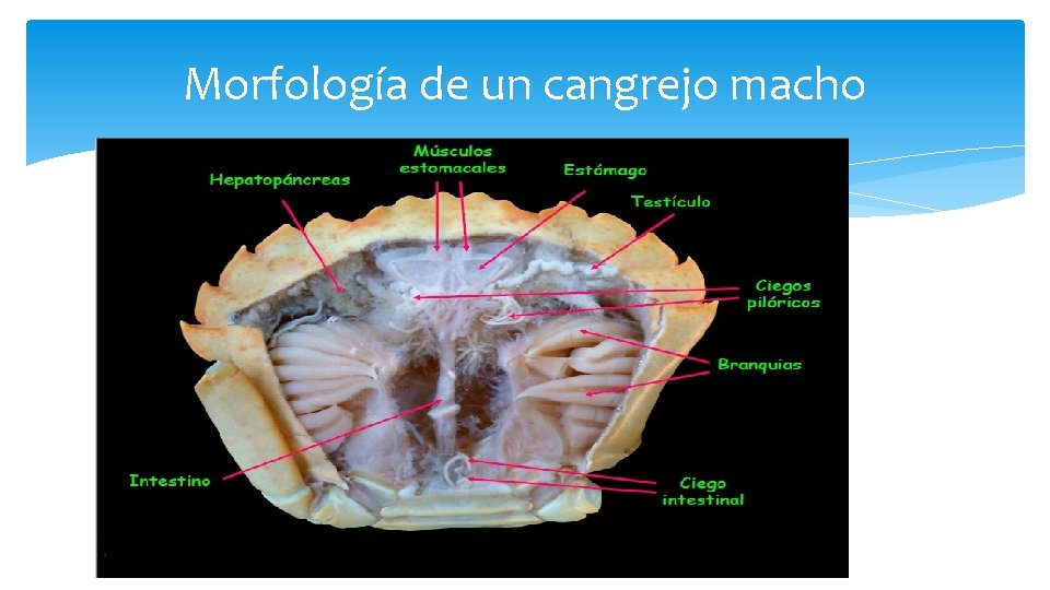 Morfología de un cangrejo macho 