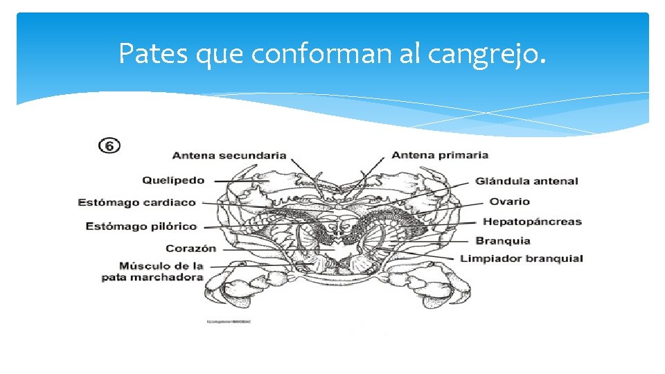 Pates que conforman al cangrejo. 