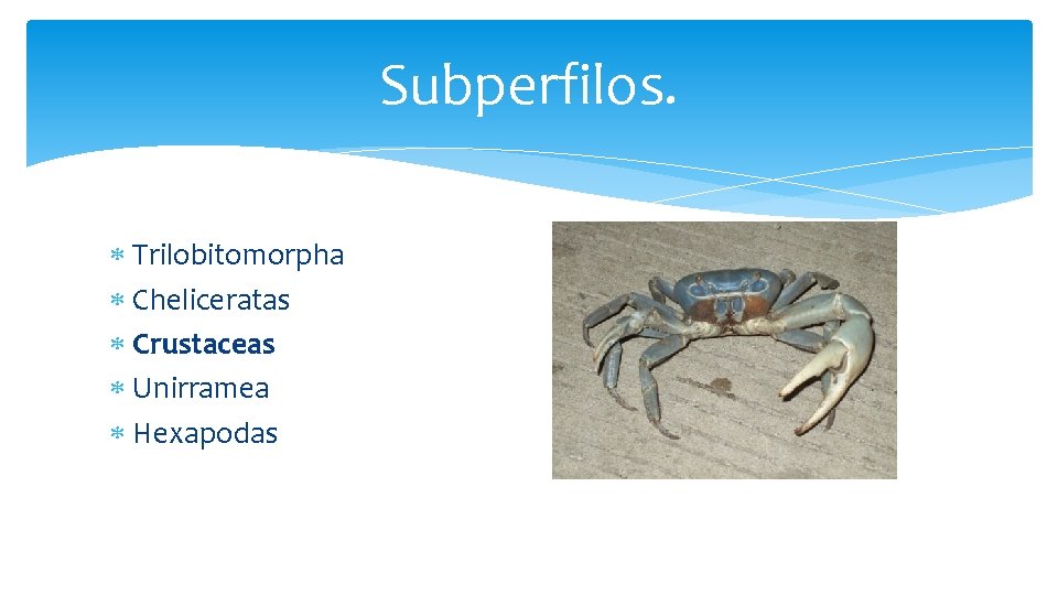 Subperfilos. Trilobitomorpha Cheliceratas Crustaceas Unirramea Hexapodas 