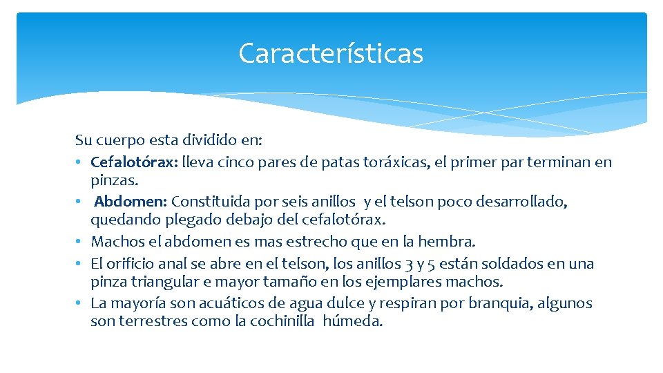 Características Su cuerpo esta dividido en: • Cefalotórax: lleva cinco pares de patas toráxicas,