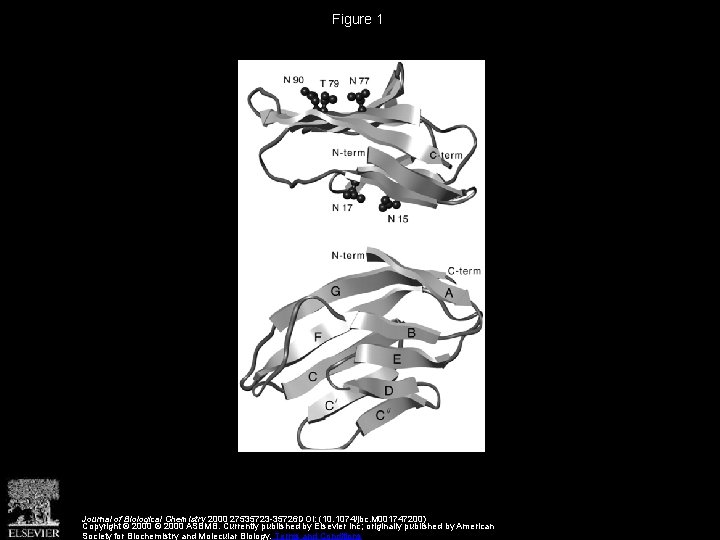 Figure 1 Journal of Biological Chemistry 2000 27535723 -35726 DOI: (10. 1074/jbc. M 001747200)