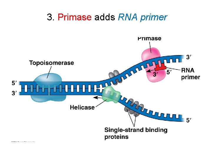 3. Primase adds RNA primer 