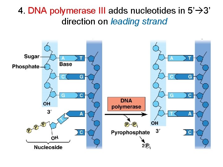4. DNA polymerase III adds nucleotides in 5’ 3’ direction on leading strand 