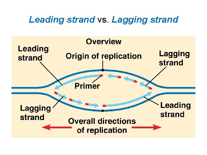 Leading strand vs. Lagging strand 