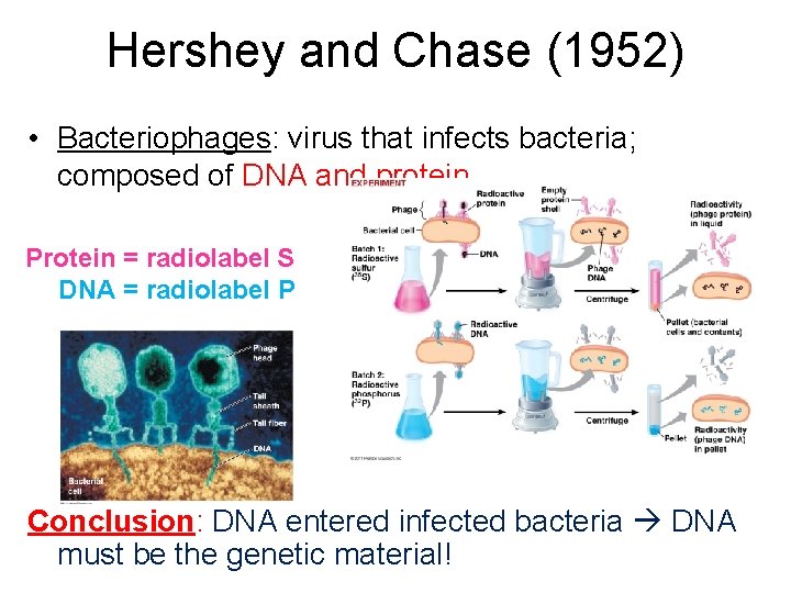 Hershey and Chase (1952) • Bacteriophages: virus that infects bacteria; composed of DNA and