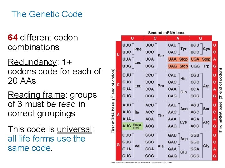 The Genetic Code 64 different codon combinations Redundancy: 1+ codons code for each of