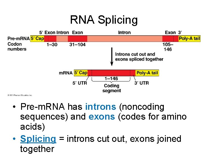 RNA Splicing • Pre-m. RNA has introns (noncoding sequences) and exons (codes for amino