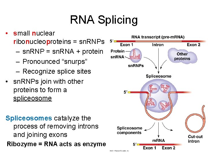 RNA Splicing • small nuclear ribonucleoproteins = sn. RNPs – sn. RNP = sn.