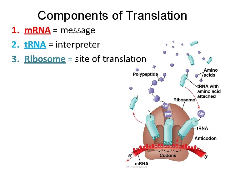 Components of Translation 1. m. RNA = message 2. t. RNA = interpreter 3.