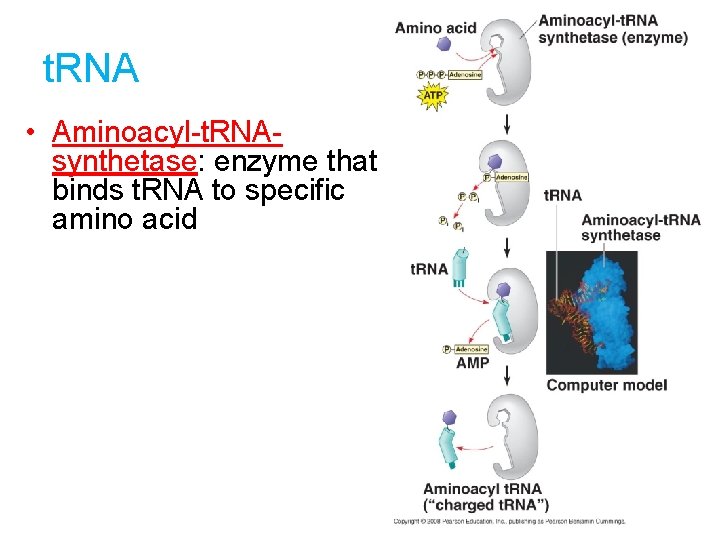 t. RNA • Aminoacyl-t. RNAsynthetase: enzyme that binds t. RNA to specific amino acid