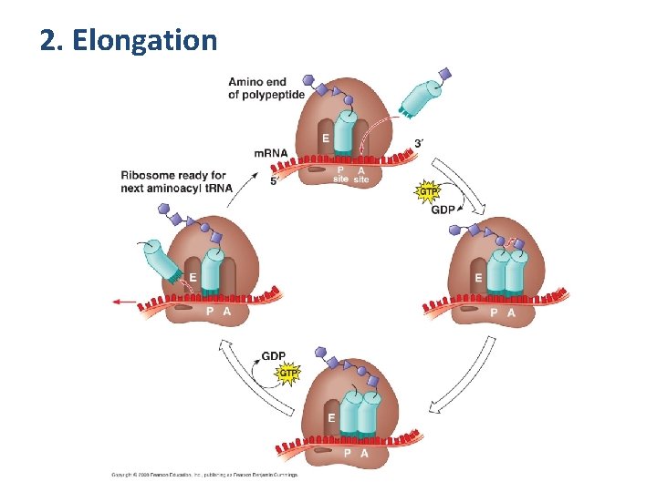 2. Elongation 