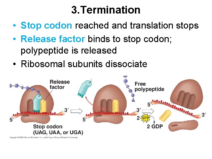 3. Termination • Stop codon reached and translation stops • Release factor binds to