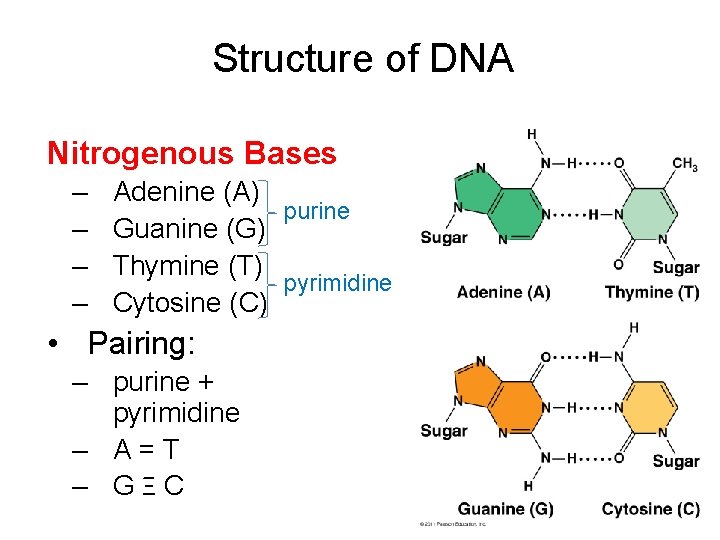 Structure of DNA Nitrogenous Bases – – Adenine (A) purine Guanine (G) Thymine (T)