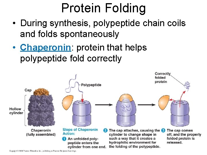 Protein Folding • During synthesis, polypeptide chain coils and folds spontaneously • Chaperonin: protein