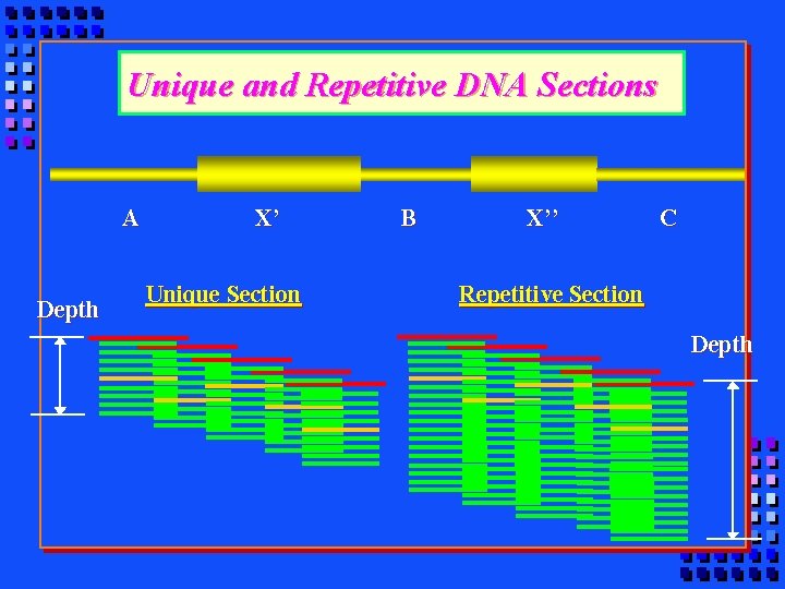 Unique and Repetitive DNA Sections A Depth X’ Unique Section B X’’ C Repetitive