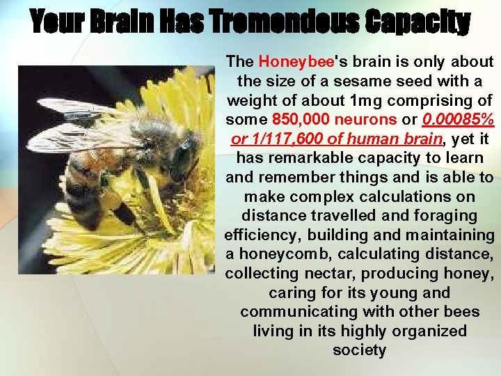Your Brain Has Tremendous Capacity The Honeybee's brain is only about the size of