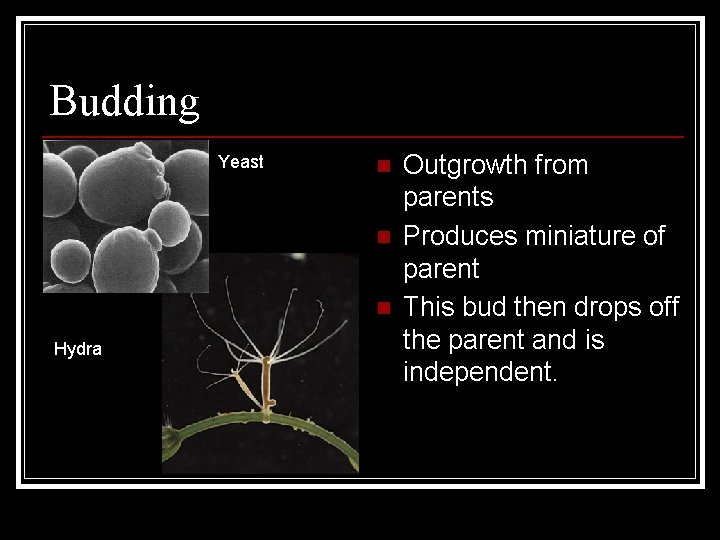 Budding Yeast n n n Hydra Outgrowth from parents Produces miniature of parent This