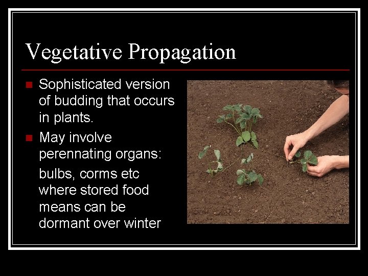 Vegetative Propagation n n Sophisticated version of budding that occurs in plants. May involve